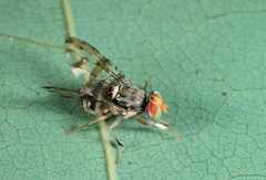 Ceratitis copelandi
