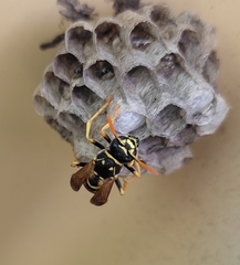 Polistes dominula