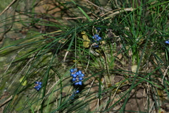 Liriope graminifolia