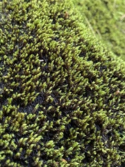 Pseudohygrohypnum eugyrium
