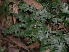 Pteris dimorpha