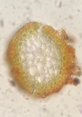 Pseudohygrohypnum eugyrium