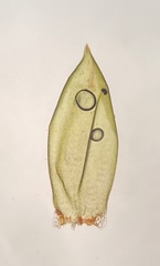 Pseudohygrohypnum eugyrium