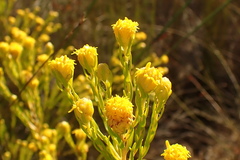 Leucadendron olens