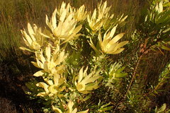 Leucadendron pubibracteolatum