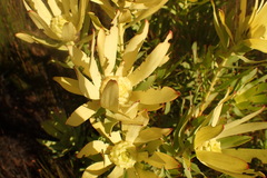 Leucadendron pubibracteolatum