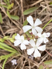 Buchnera floridana image