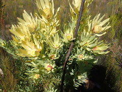 Leucadendron pubibracteolatum