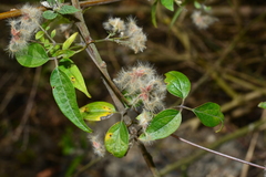 Clematis formosana