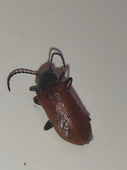 Omophlus syriacus