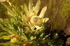 Leucadendron pubibracteolatum