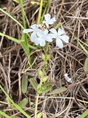 Buchnera floridana image