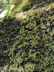 Sciuro-hypnum plumosum