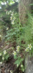 Saxifraga aspera