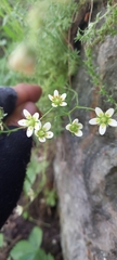 Saxifraga aspera