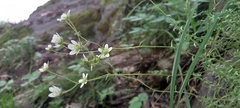 Saxifraga aspera