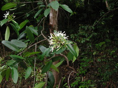 Anodendron benthamianum