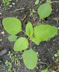 Amaranthus