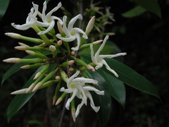 Anodendron benthamianum