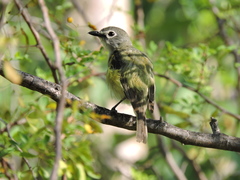 Vireo cassinii lucasanus