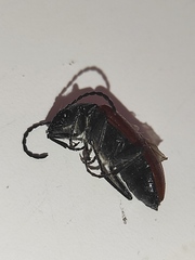 Omophlus syriacus