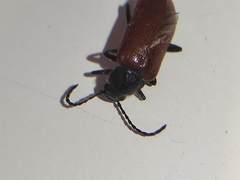 Omophlus syriacus