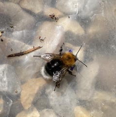 Bombus hypnorum