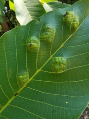 Aceria erinea