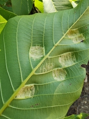 Aceria erinea