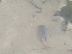 Triops longicaudatus