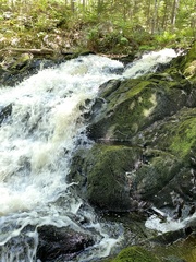 Sciuro-hypnum plumosum