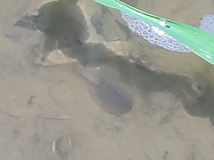 Triops longicaudatus