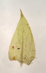 Sciuro-hypnum plumosum