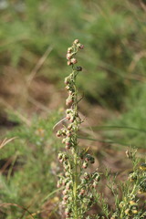 Artemisia adamsii