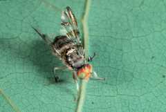 Ceratitis copelandi