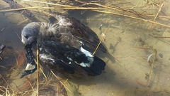 Branta canadensis