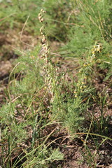 Artemisia adamsii