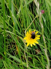 Bombus lapidarius
