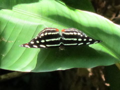 Catonephele acontius