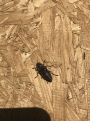 Chalcophora virginiensis