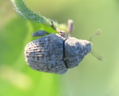 Acanthoscelidius acephalus
