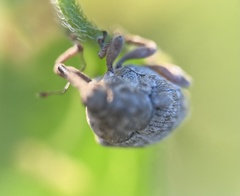 Acanthoscelidius acephalus