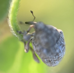 Acanthoscelidius acephalus