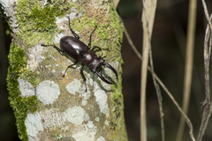 Lucanus formosanus