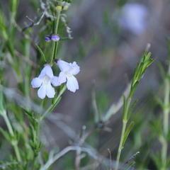 Prostanthera saxicola