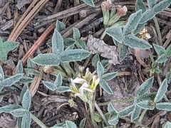 Trifolium gymnocarpon