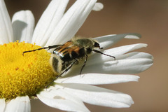 Trichiotinus viridans