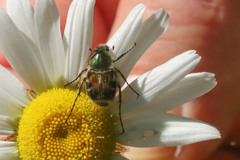 Trichiotinus viridans