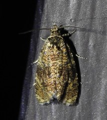 Olethreutes astrologana