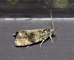 Olethreutes astrologana